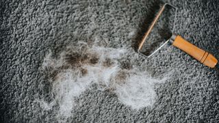 Dog fur on carpet