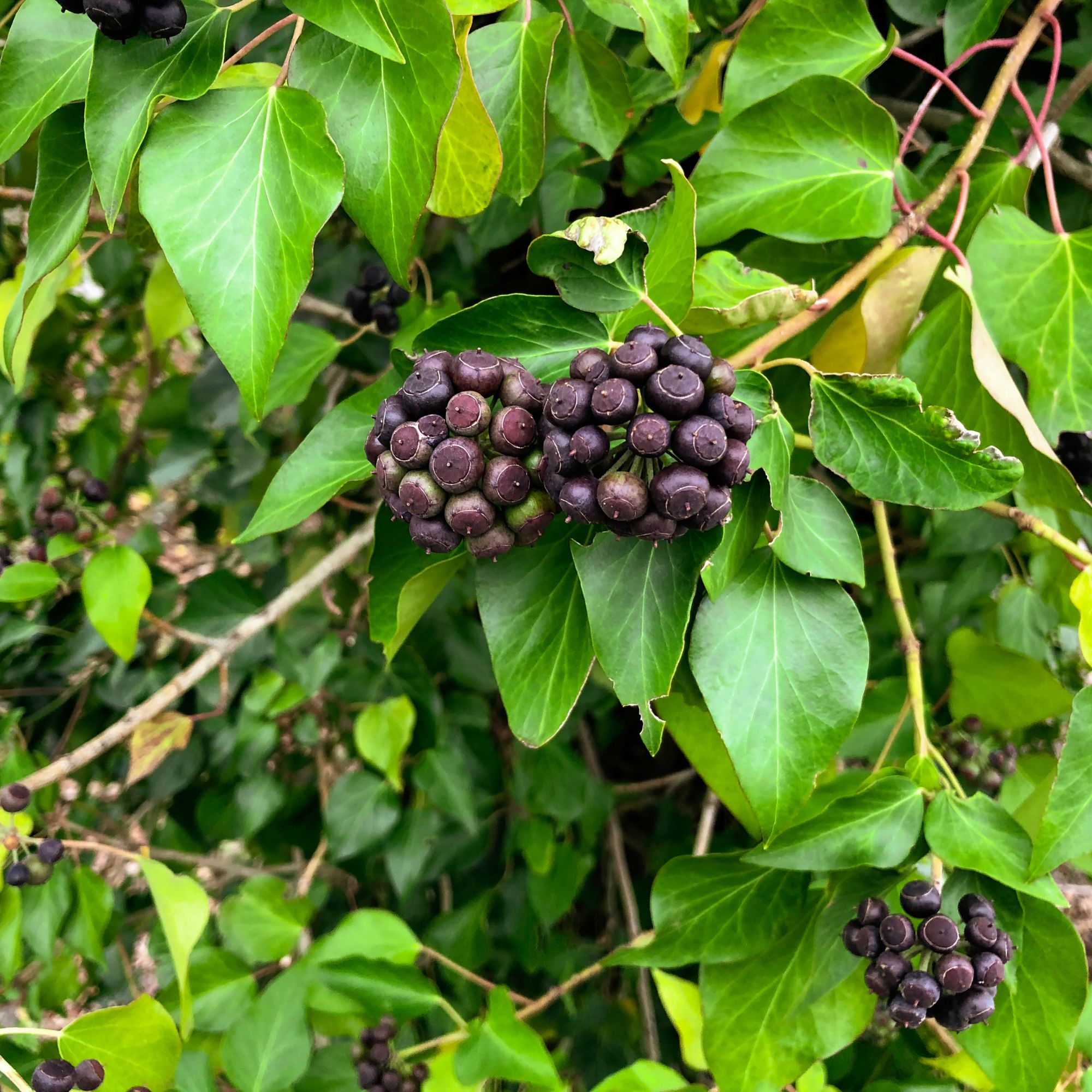 Common ivy berries