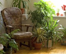 Potted Houseplants In A Livingroom