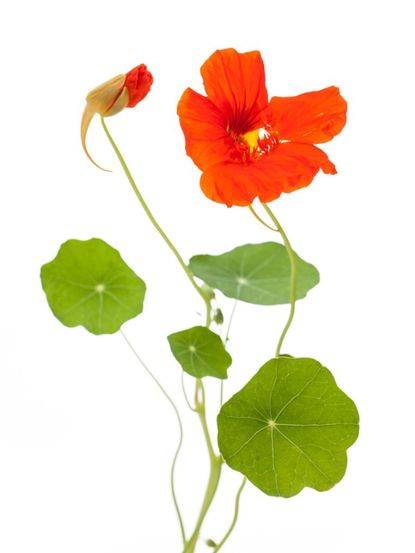 Red-Orange Nasturtium Flower
