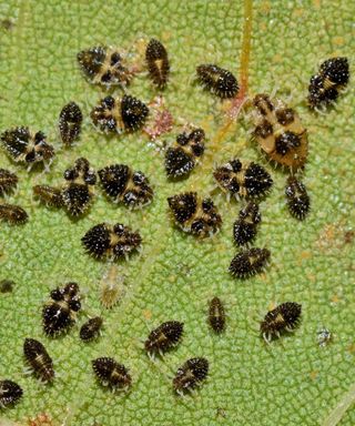 A batch of tiny Lace bugs (Corythucha marmorata) on the underside of a leaf
