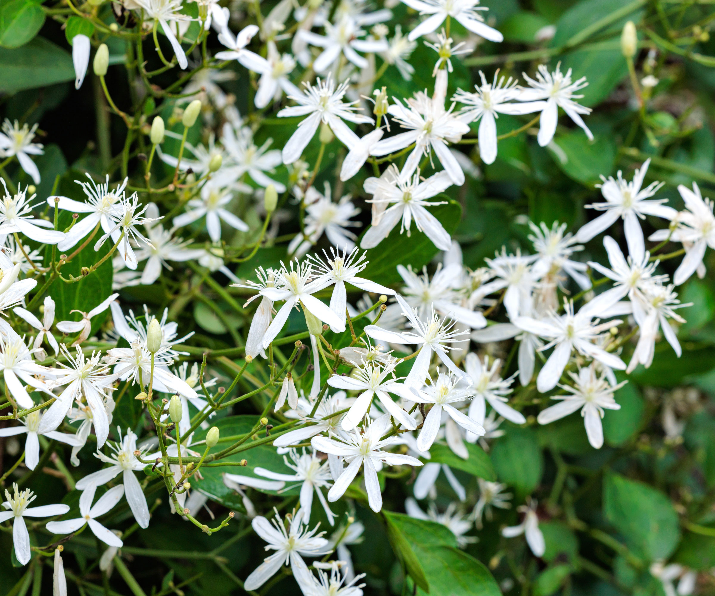 sweet autumn clematis with delicate white flowers