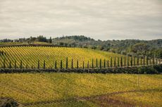 Chianti-Classico-Landscape with cypress trees