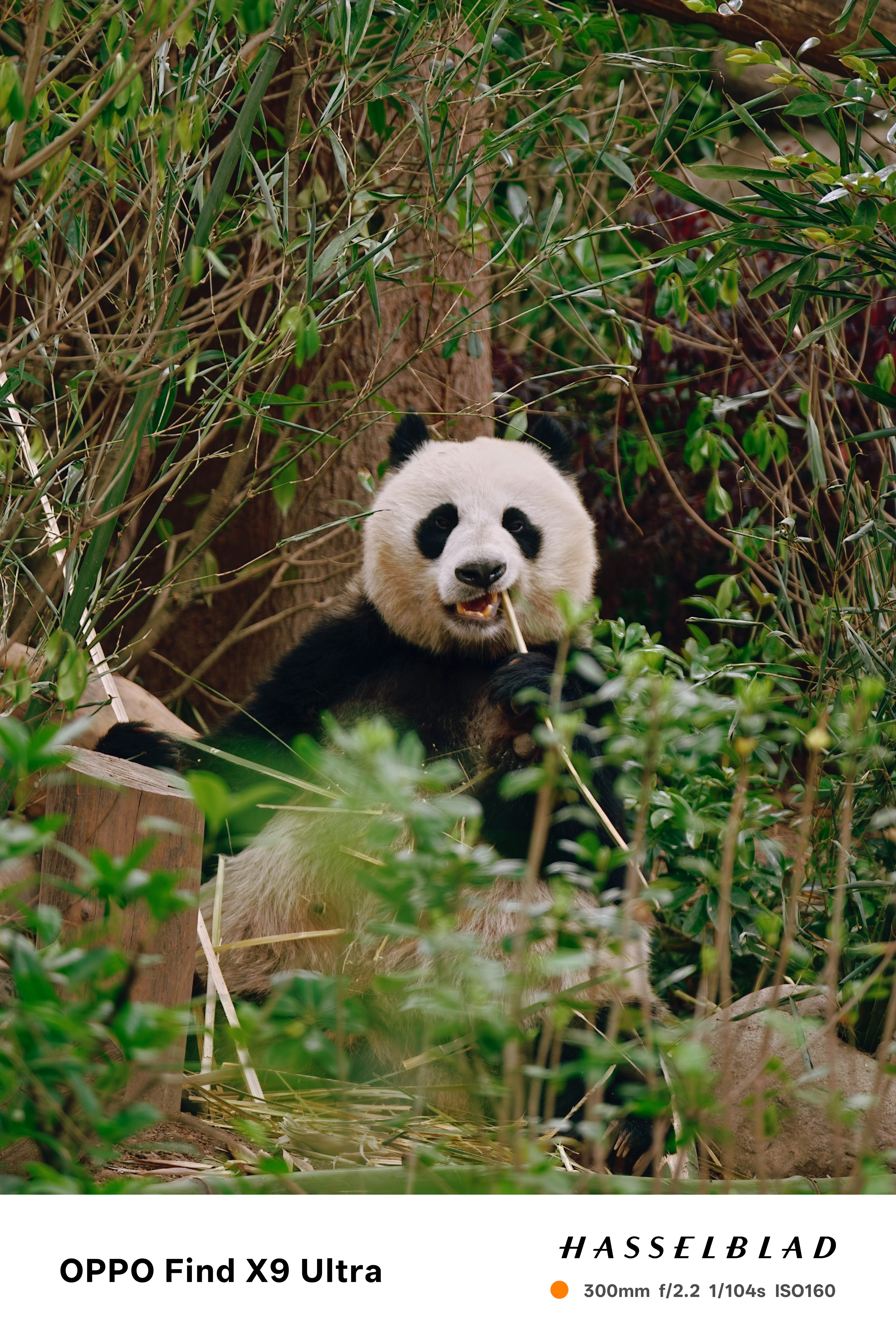 Giant panda sitting among bamboo and foliage, chewing on a stalk in a leafy enclosure