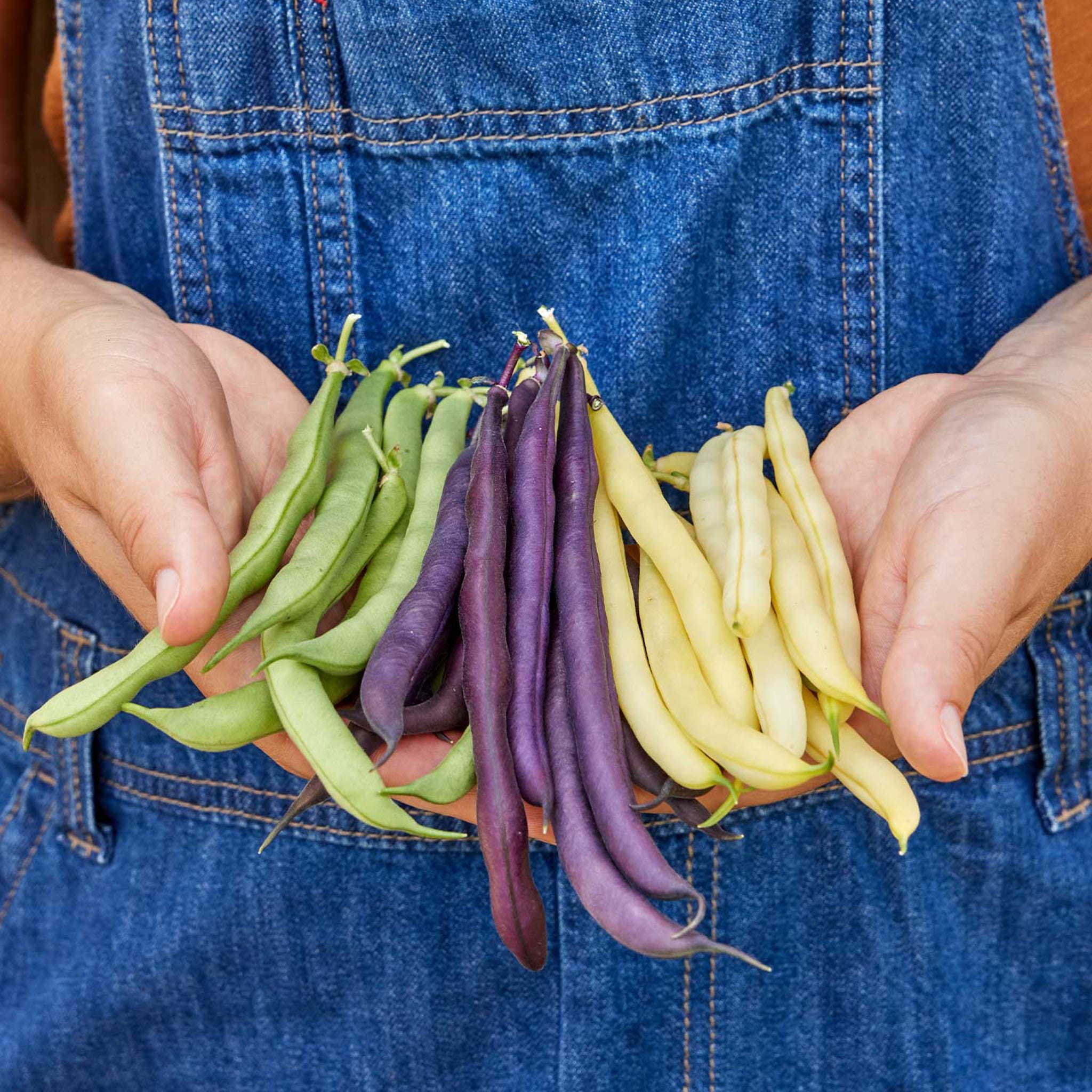 Three Color Blend Bean Seeds