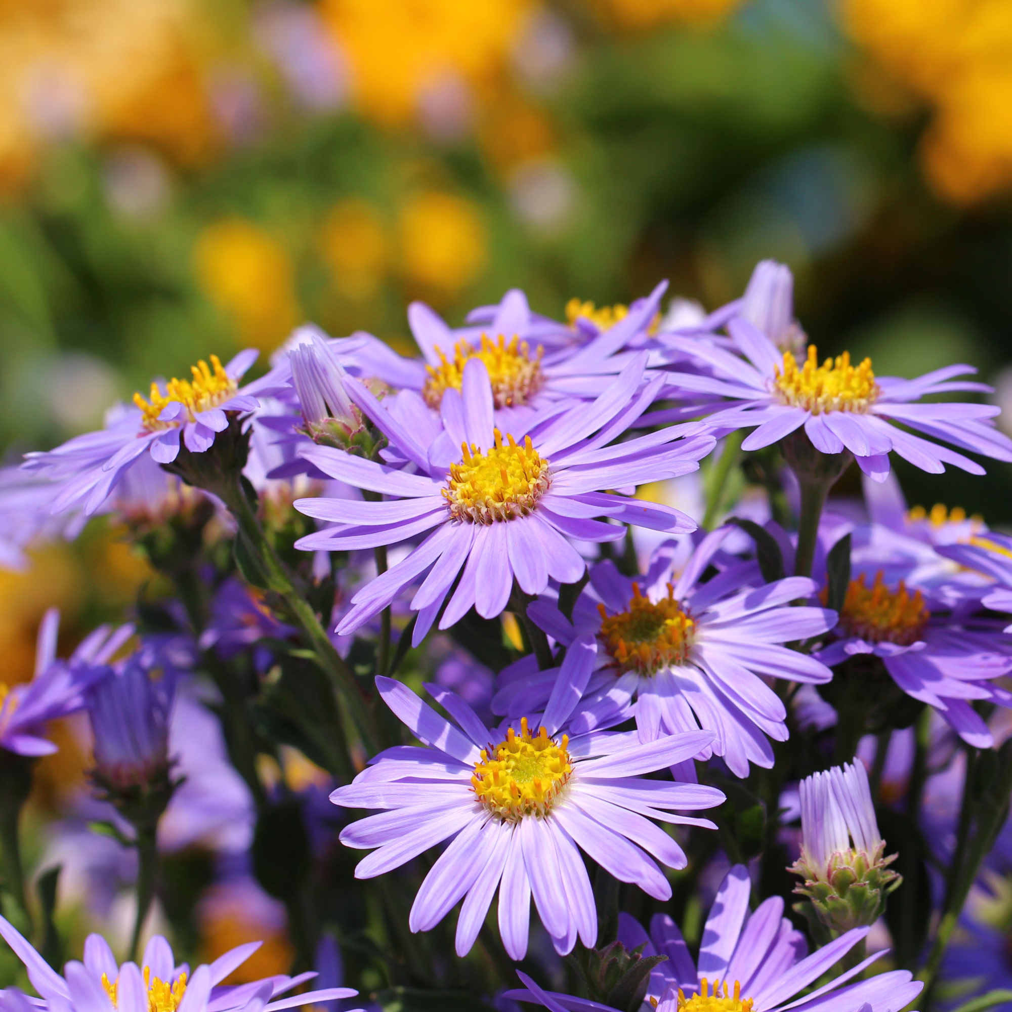 asters blooming