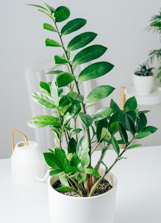 zz plant in white pot