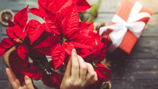 Someone pinching the red bracts on a poinsettia with a gift next to it