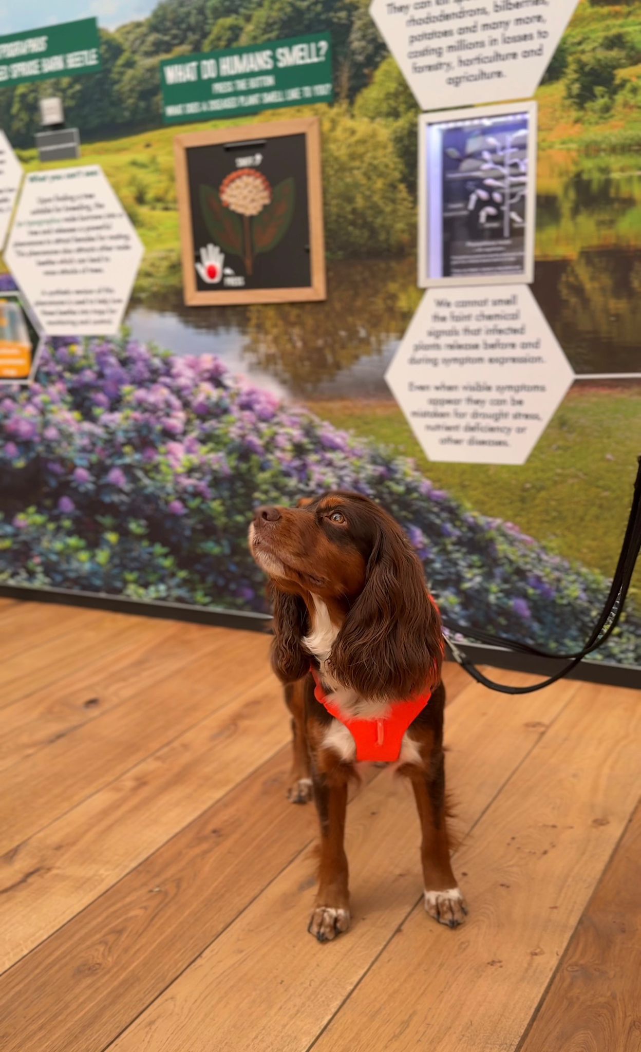 Pictures of a brown hound named Zinc, who is wearing a smart orange vest