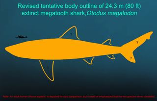 An illustration showing the proposed body size and shape of a megalodon compared to a human