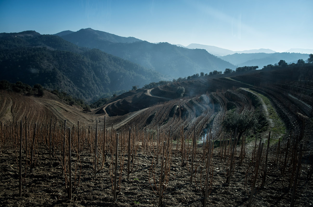 Landscape of mountains and vineyards