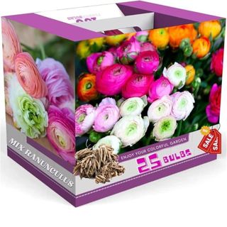 Ranunculus bulbs from Amazon