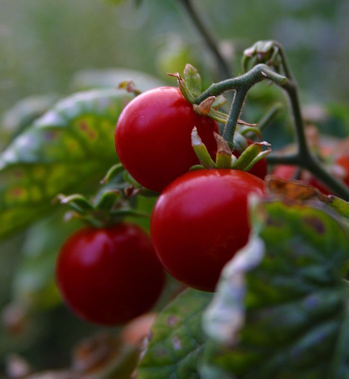 the enzyme critical to tomatoes’ chemical defense response discovered