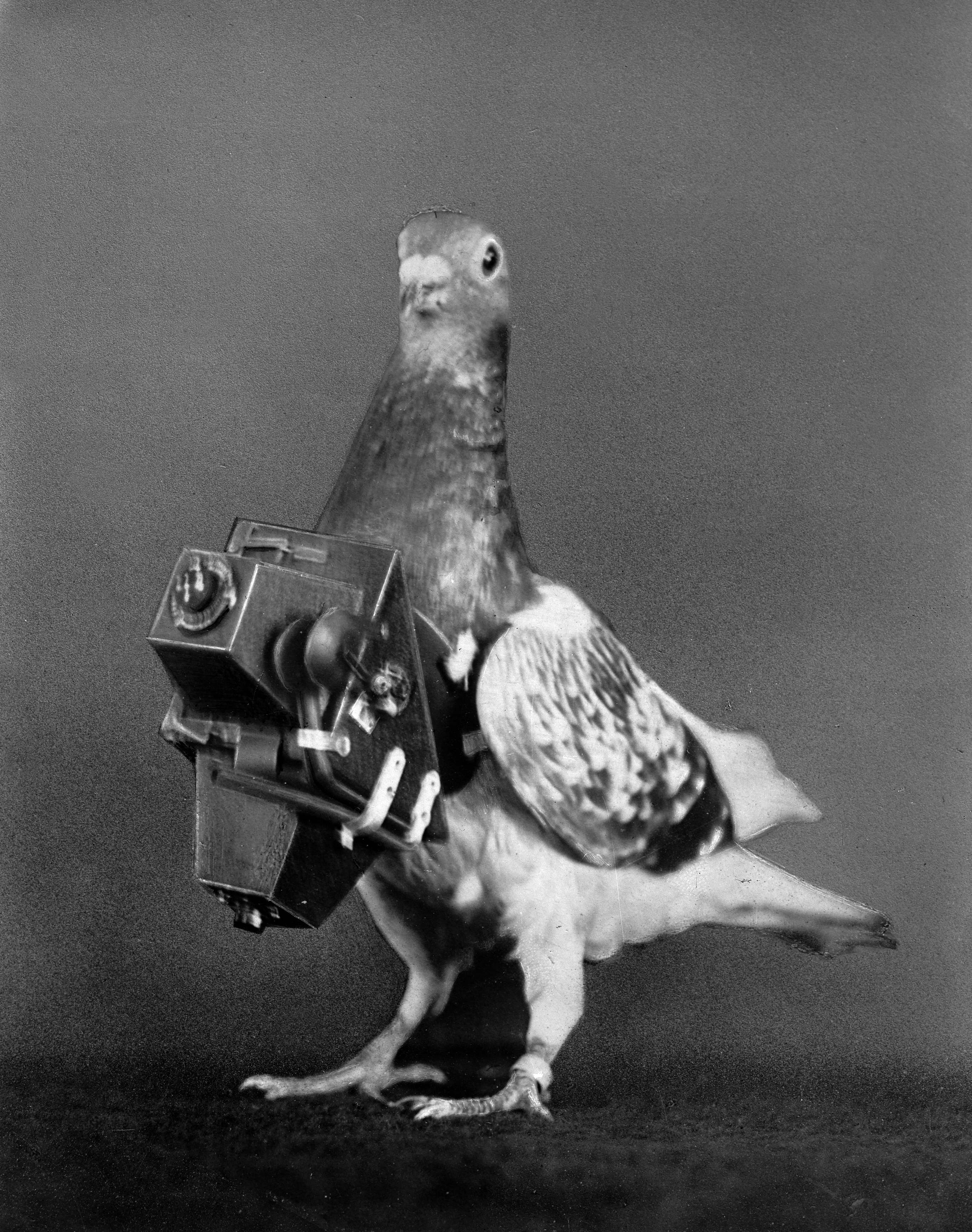 Pigeon photographer with his camera. France, about 1910