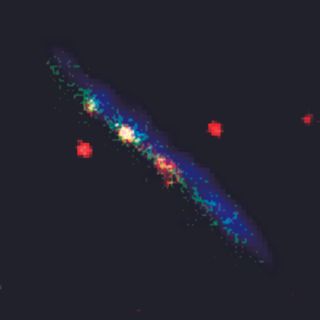 A false-color multi-wavelength image of the galaxy ESO 146-G14. Red indicates the infrared emission of dust, blue the emission of hydrogen atomic gas, and green the far-ultraviolet emission created by newly formed stars.