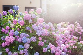 Hydrangea garden by house at sunset. Bushes is pink, blue, lilac, purple. Flowers are blooming in countryside and town streets in spring and summer outdoor