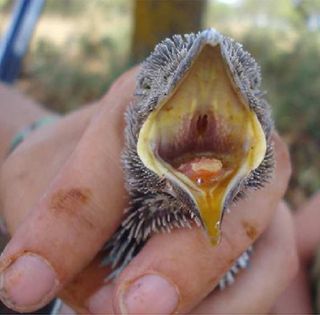 Nestling roller regurgitating the orange defensive liquid during its handling.