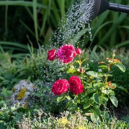 water roses in hot weather red roses being watering by a watering can in a garden