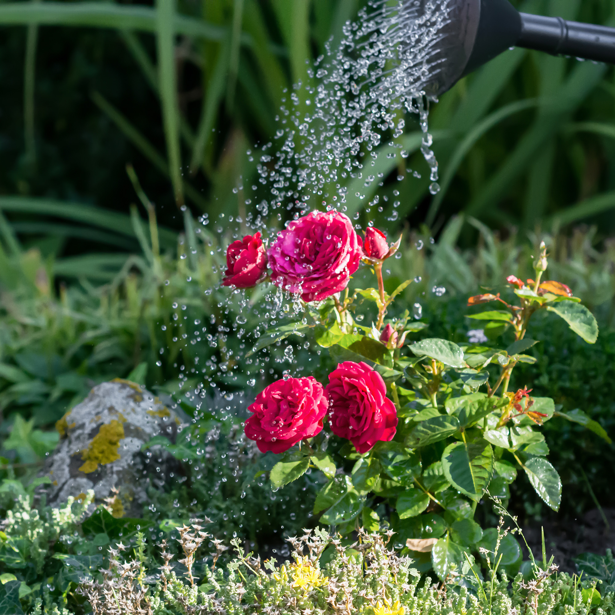 water roses in hot weather red roses being watering by a watering can in a garden