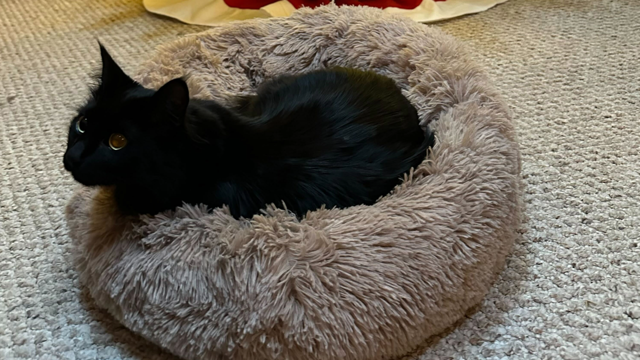 Allie's cat on top of the Bedsure Calming Cat Bed