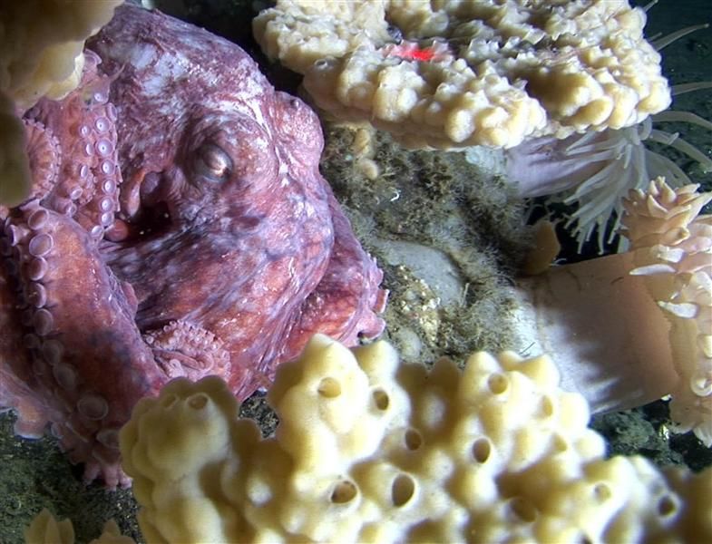 deep sea life, Oceans, Seabeds, Sponges, Underwater shots