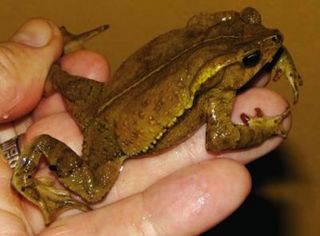 This image shows a male toad of the new species Rhinella yunga.