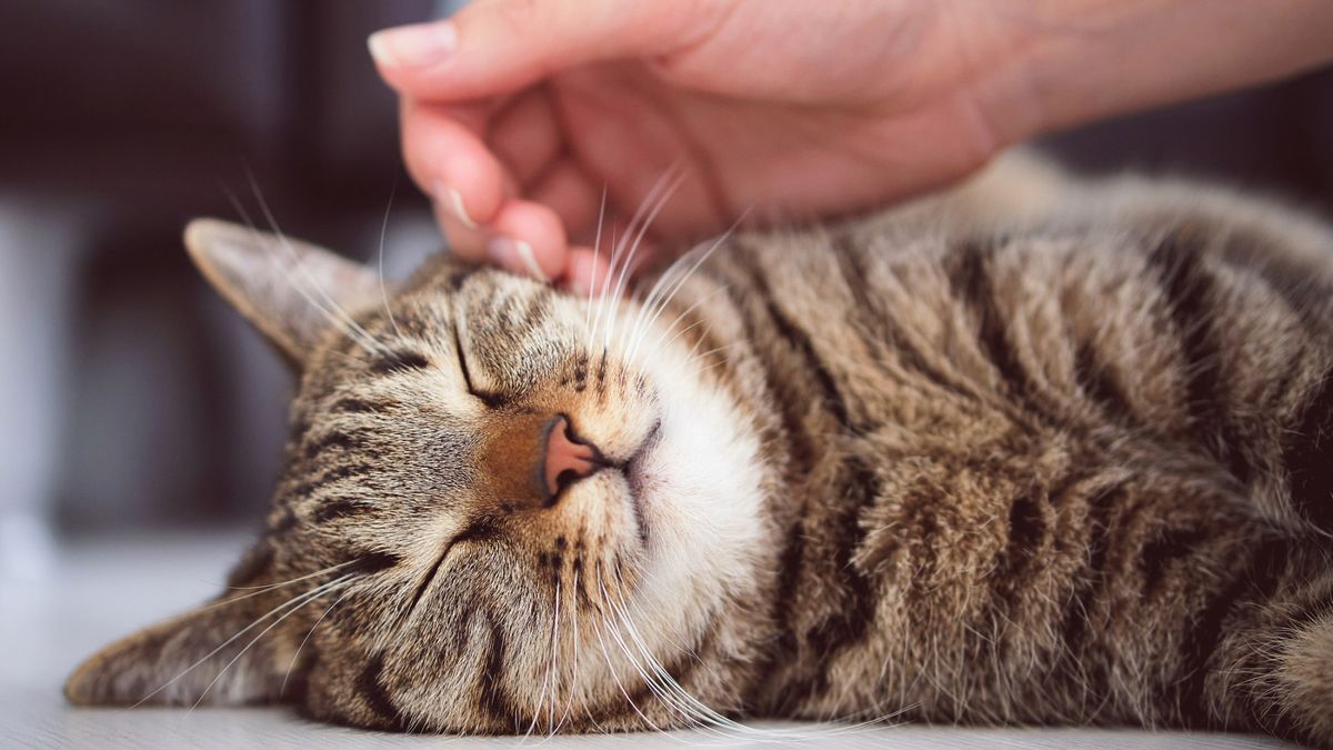 Why does my cat drool when I pet him? An expert explains PetsRadar
