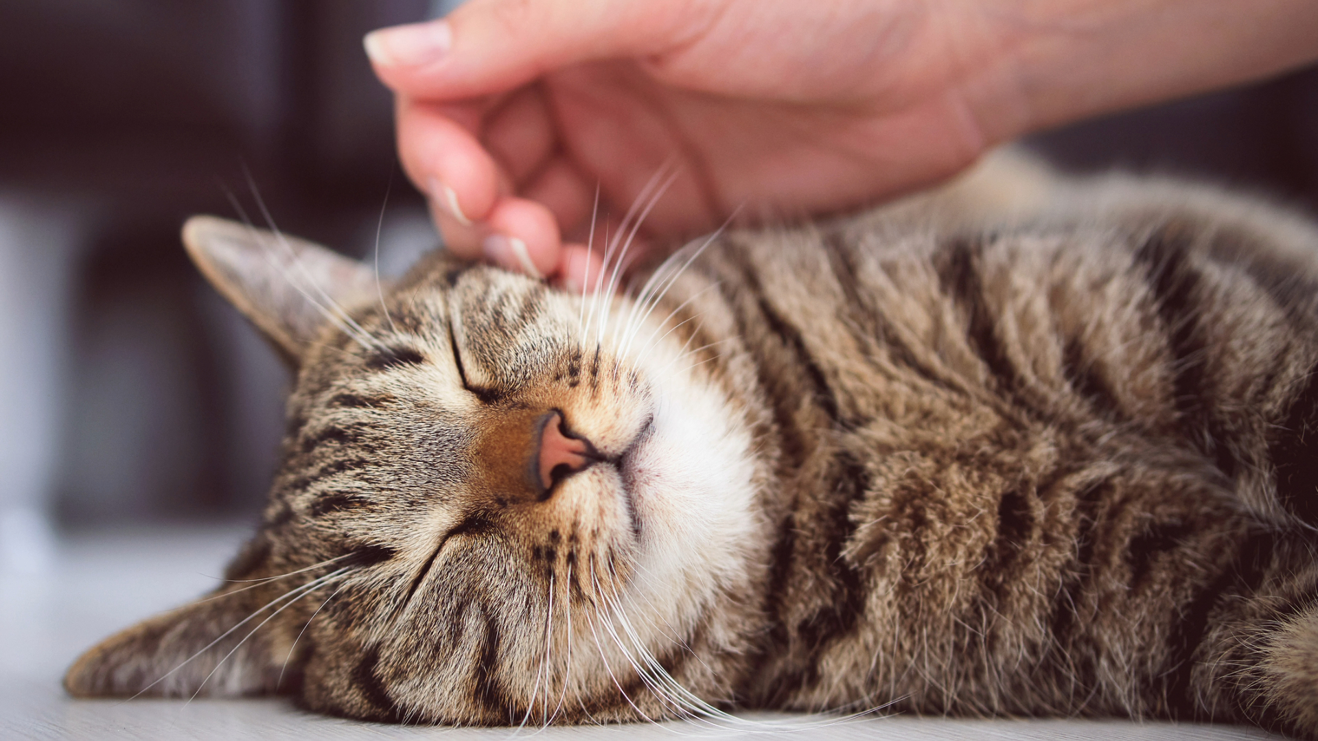 Owner petting a sleepy cat