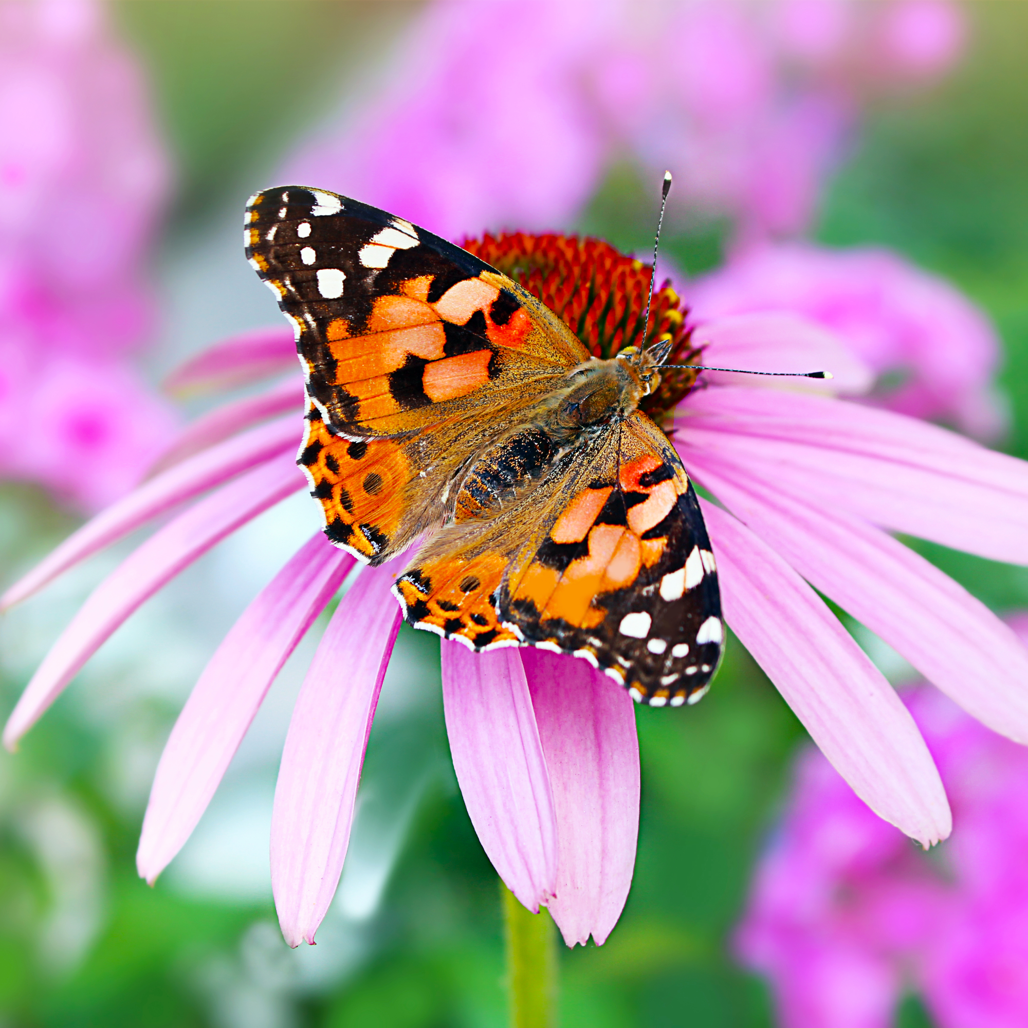 Macro of painted lady butterfly with wings up on pink coneflower, another name is Red Admiral, Latin name is vanessa cardui in garden. Purple Echinacea and phlox