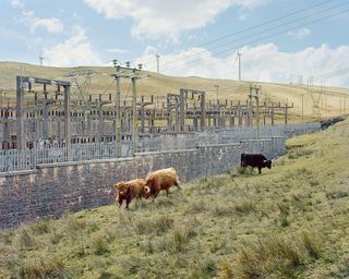 Cows running on a green pasture next to a power grid.