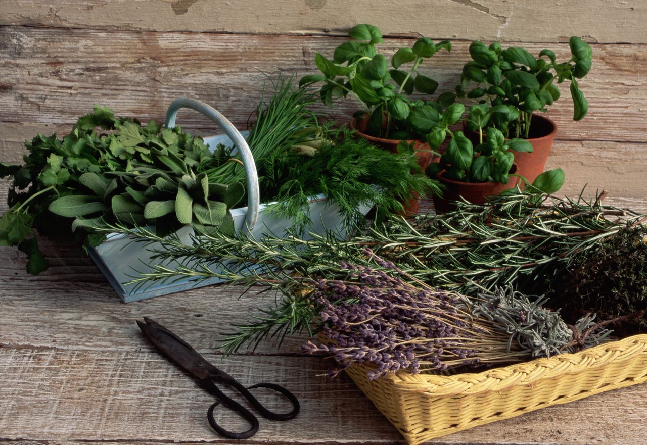 A table with an assortment of garden herbs in wicker baskets - sage, basil, chives, rosemary, dill, thyme