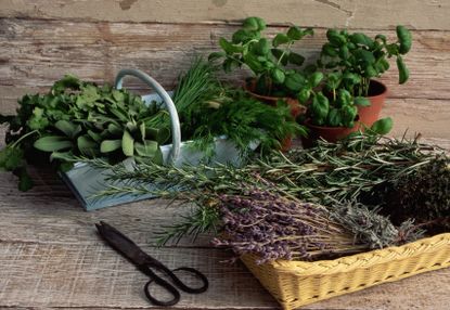 A table with an assortment of garden herbs in wicker baskets