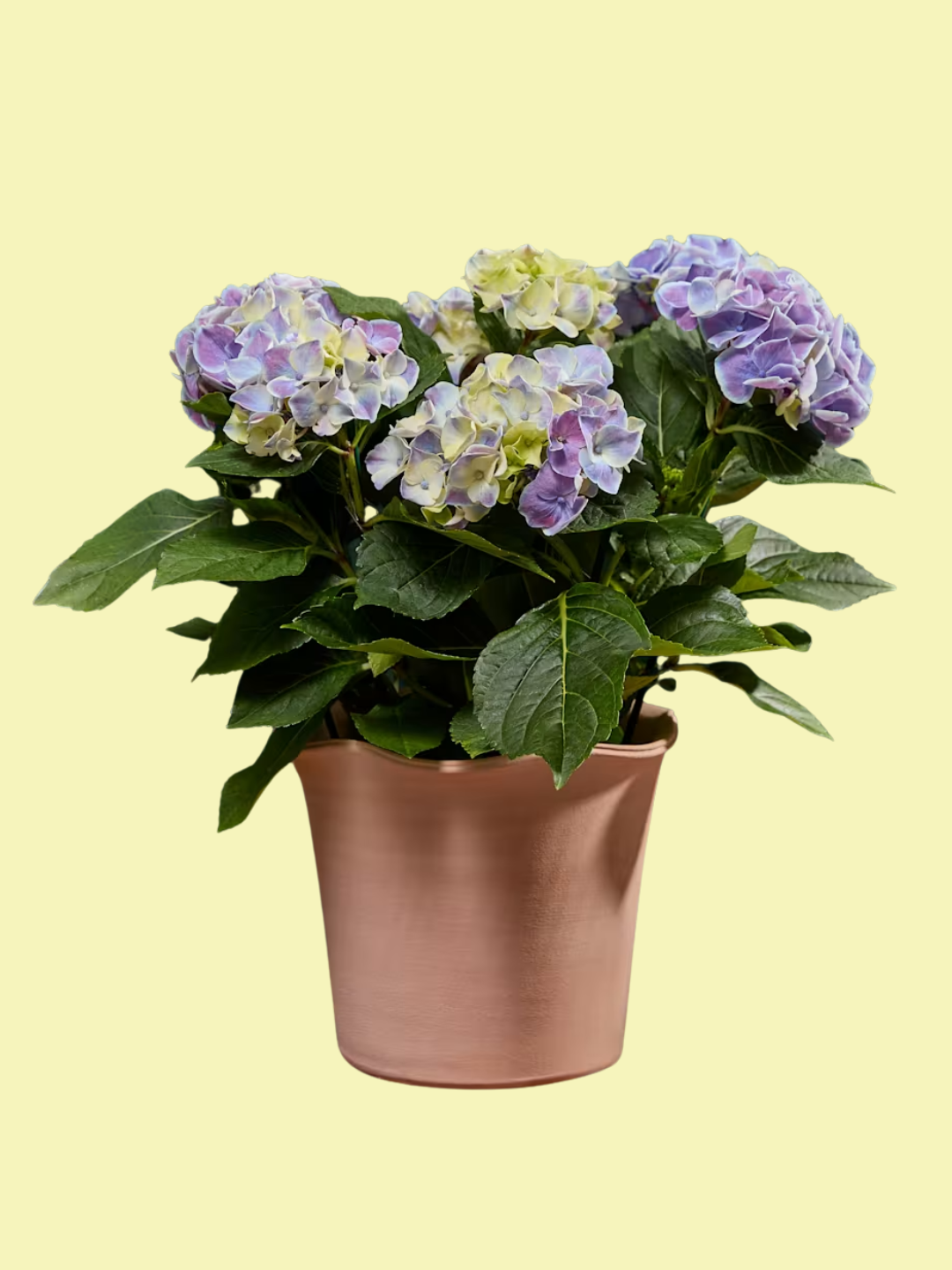 A blue and purple hydrangea in a terracotta pot