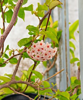 hoya plant with blooms