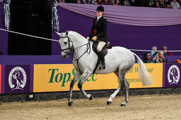 HorseNo853_HOYS_PN18_182680.jpg