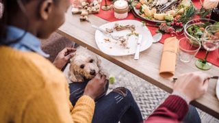 Dog being fed table scraps