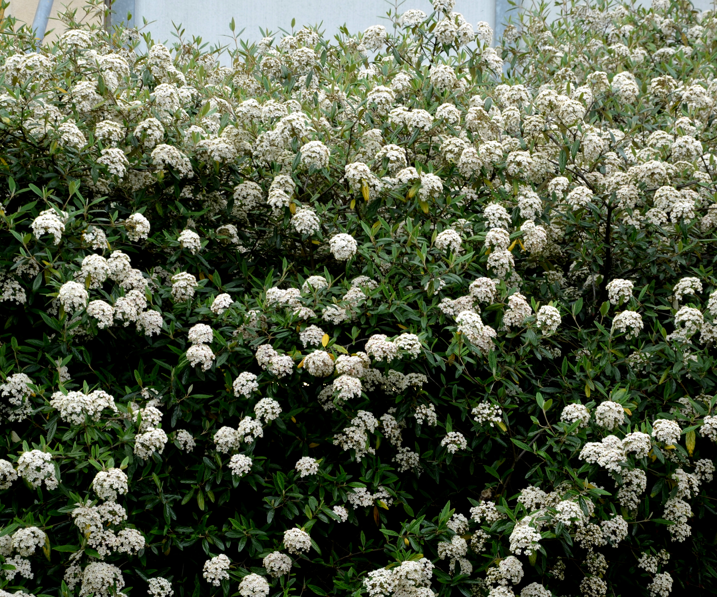 viburnum hedge