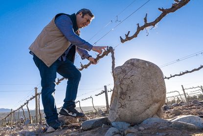 Chile white wines