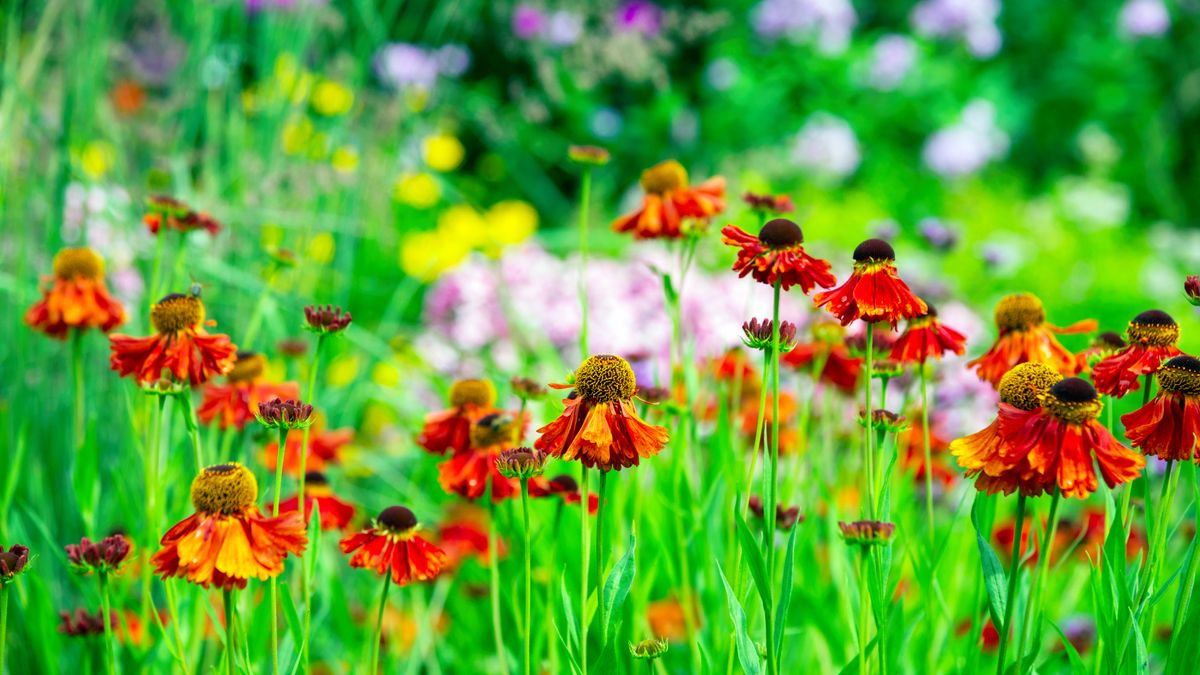 This Natural Tonic Will Revive Every Tired Garden in August, so I Don’t Know Why it’s Such a Well-Kept Secret
