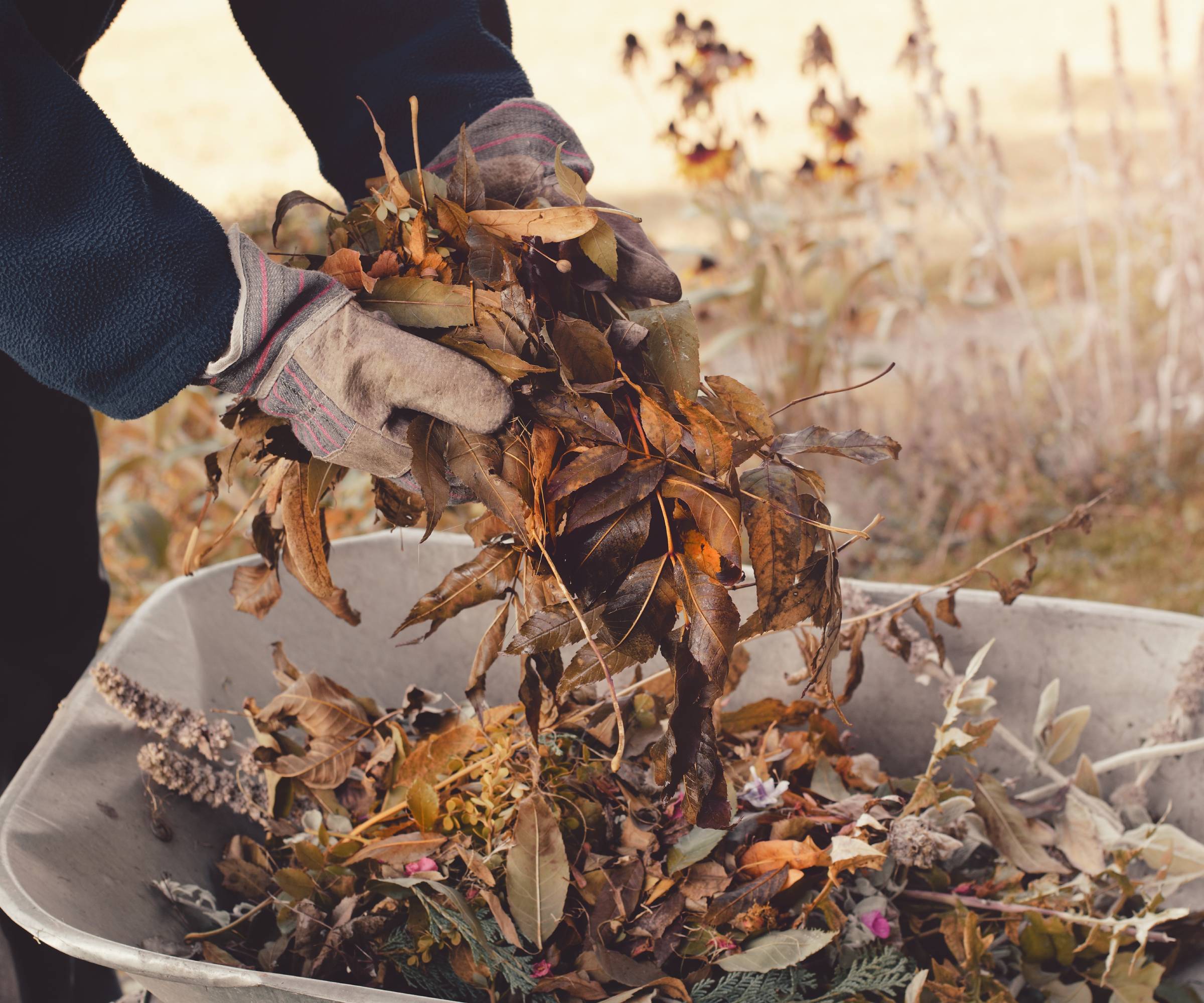 Gloved hands dropping fall leaves into a wheelbarrow
