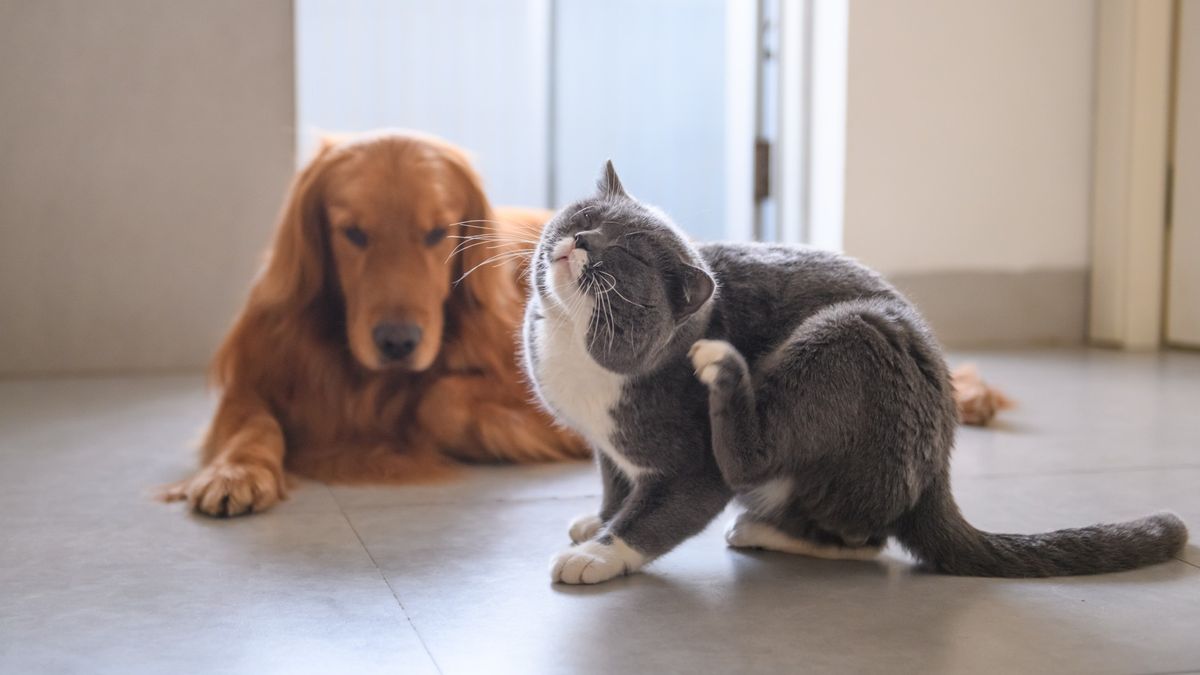 Cat scratching with dog in the background