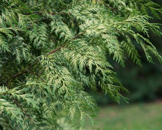 close up of Western Red Cedar tree, also known as thuja plicata