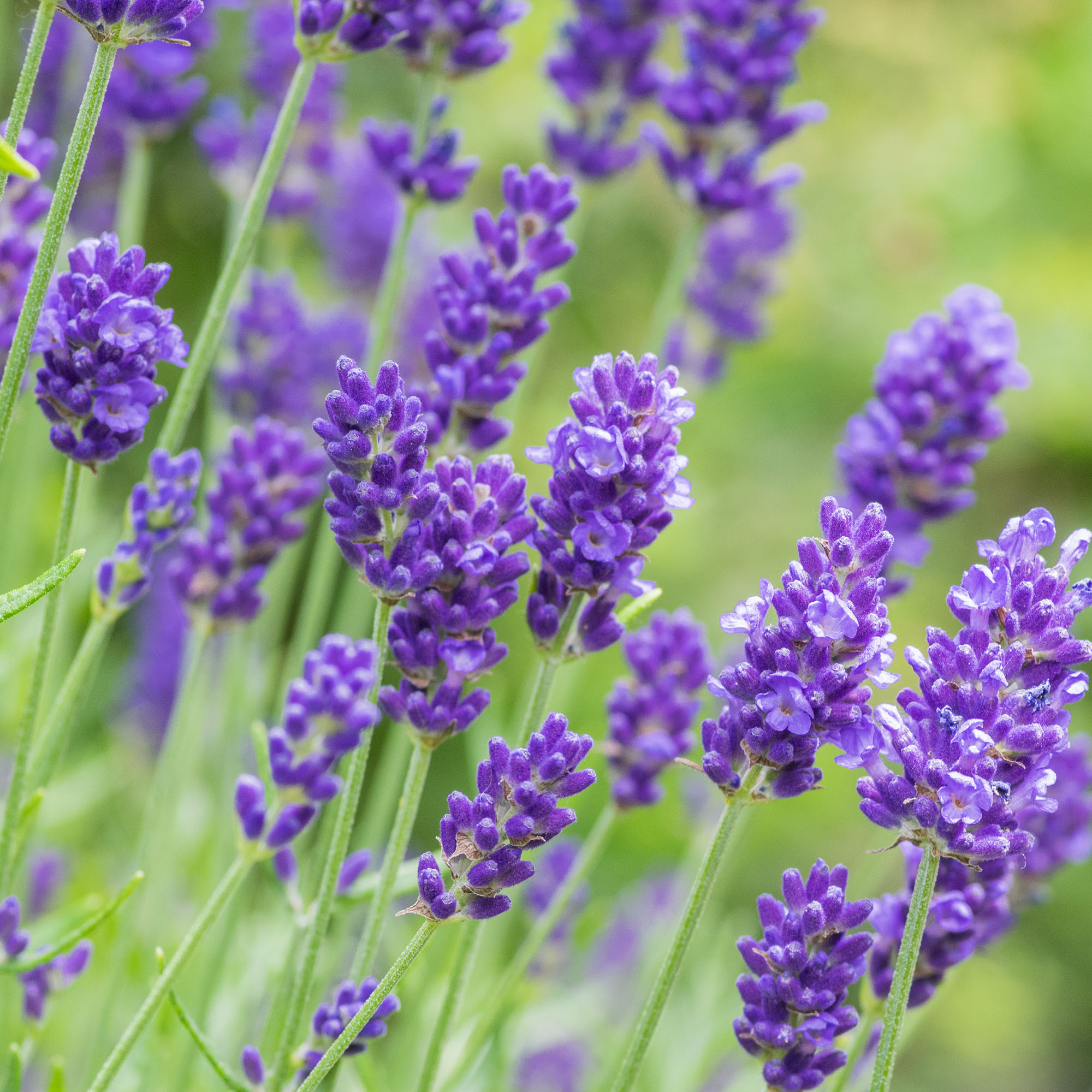 English lavender flowers in bloom in garden
