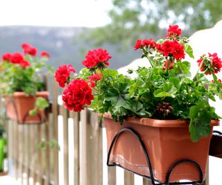 garden fence with containers of geraniums