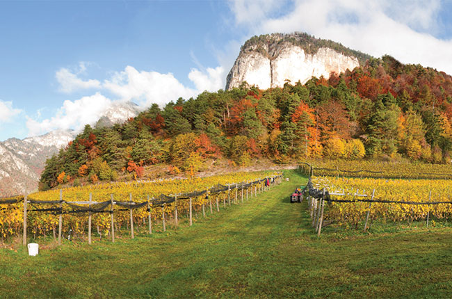 Tiefenbrunner Fennberg vineyard