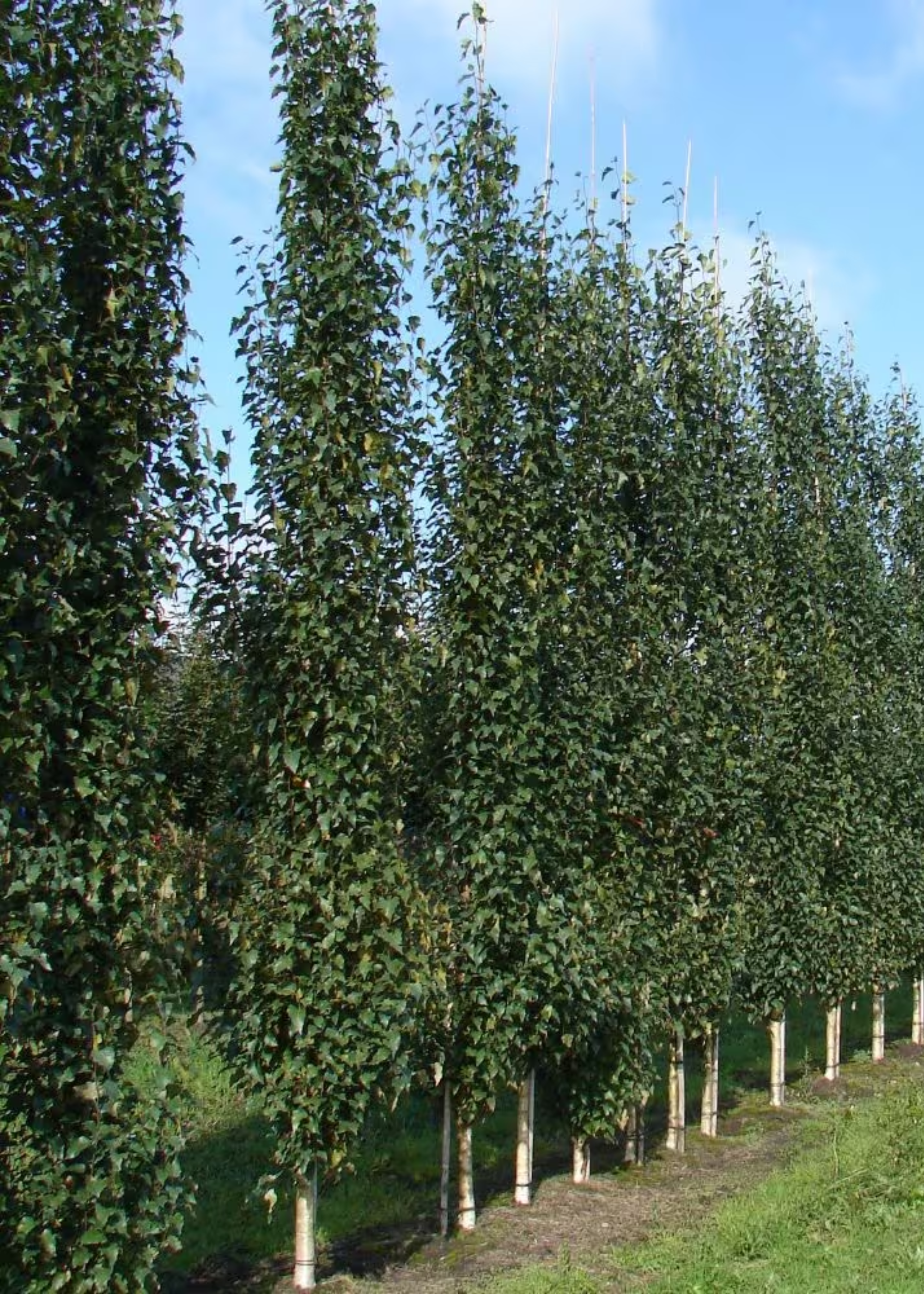 A close-up of a birch tree in a backyard