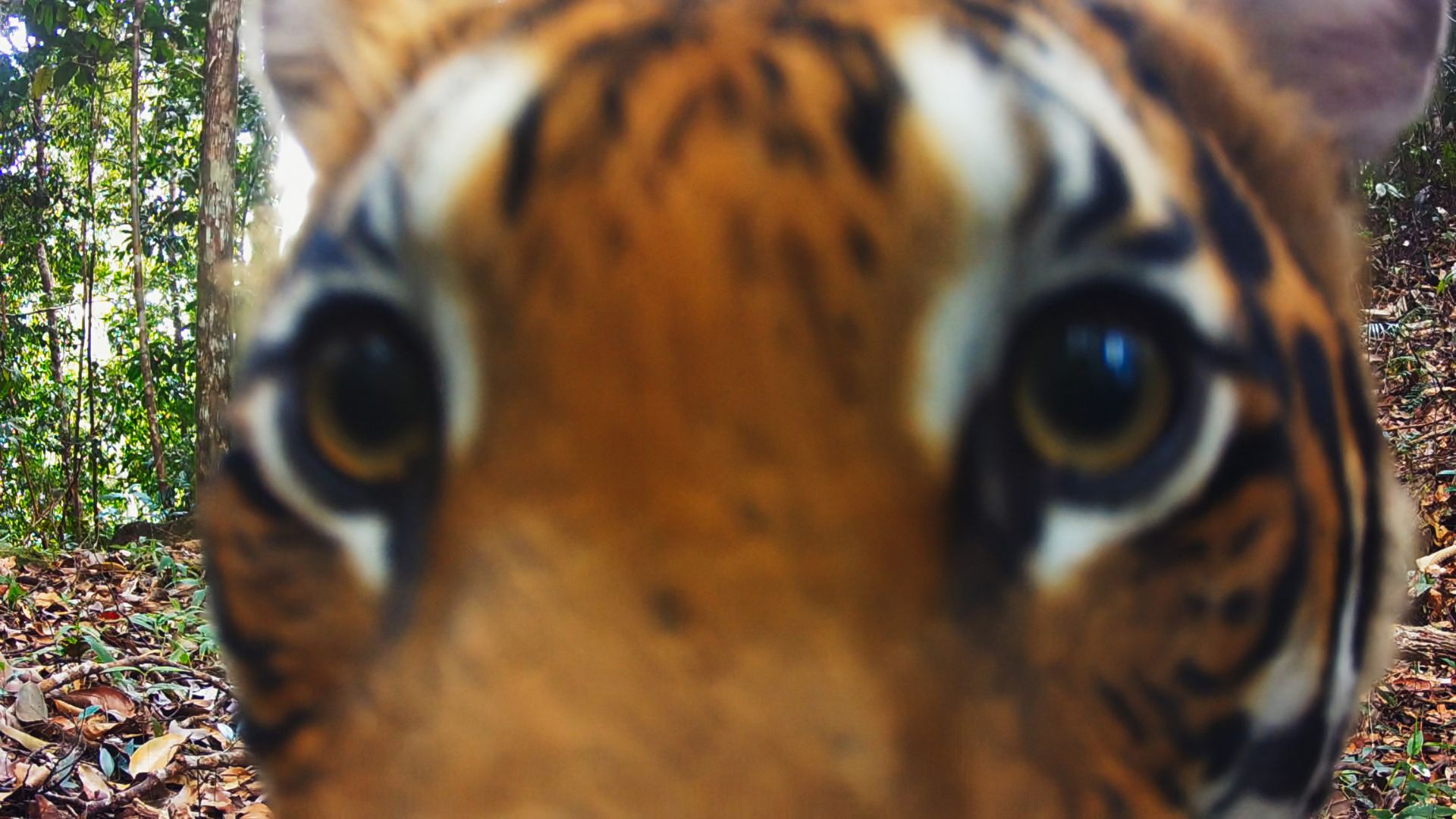 A Malayan tiger found in “The Wild Ones,” premiering globally on 11 July 2025 on Apple TV+.