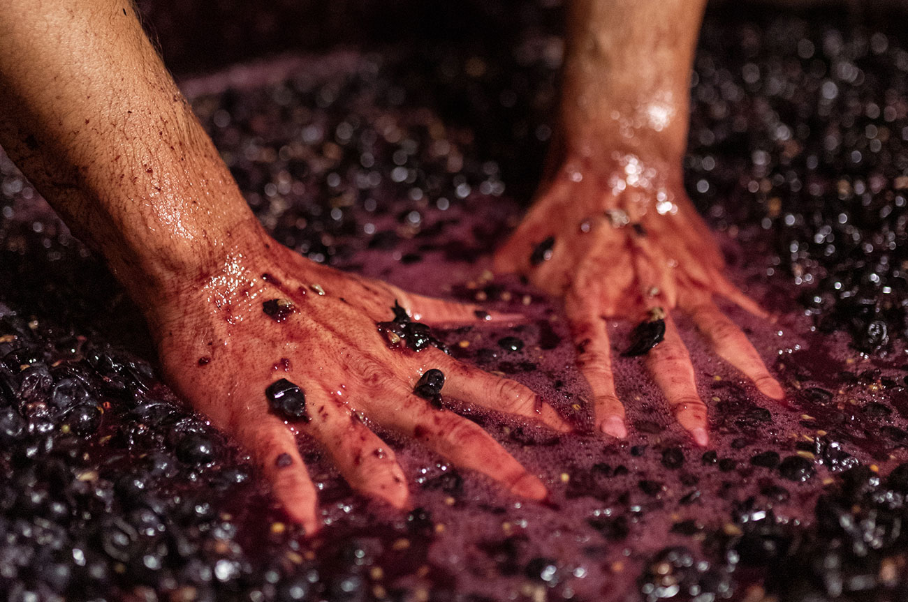 Tannat_punch-down.jpg