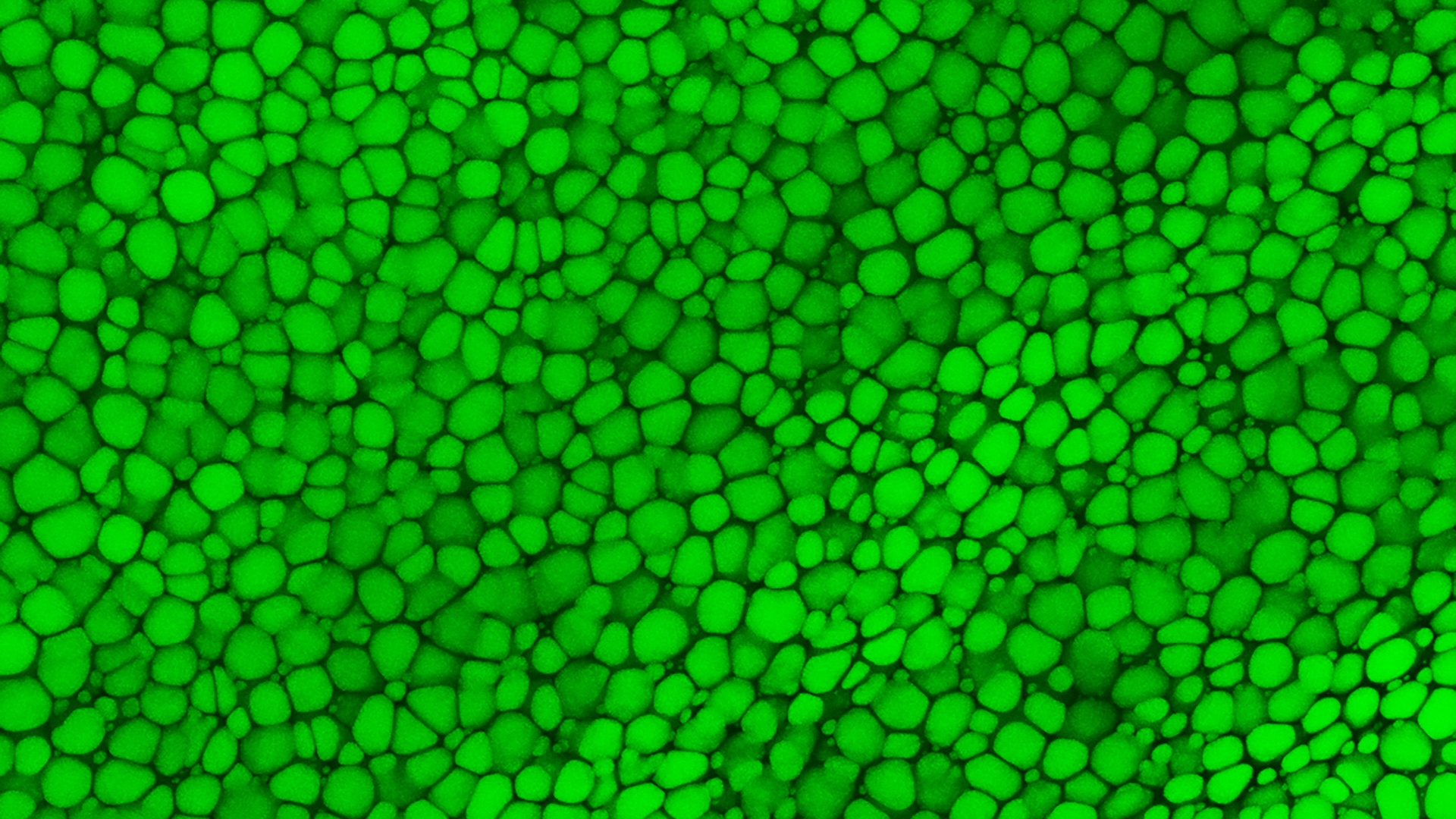 a microscope image of bubble wrap-like tissue