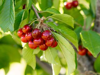 cherry tree with fruit